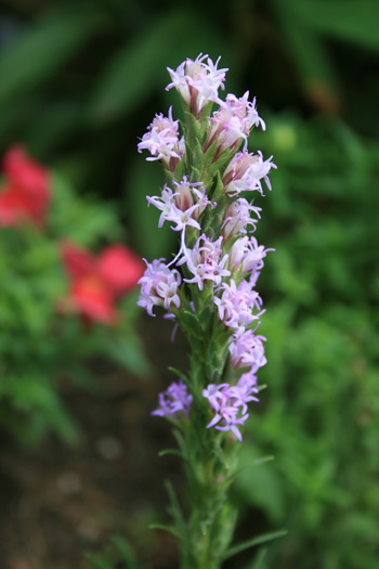 Liatris punctata